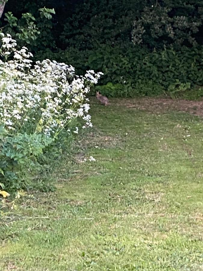 Roe Deer Meadow At Carr House Farm Hotel Scarborough Bagian luar foto